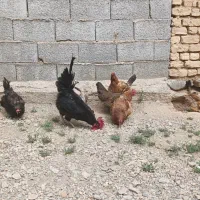 مرغ و خروس
