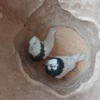 کبوتر|پرنده|محمدیه-قزوین, |دیوار