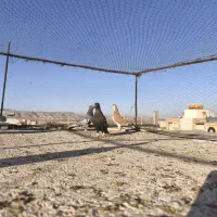 کفتر|پرنده|شیراز, شهرک گلستان|دیوار
