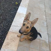 سگ نگهبان|سگ|قنوات, |دیوار