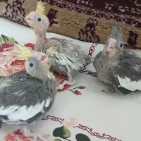 عروس هلندی