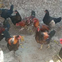 خروس محلی تازه بالغ