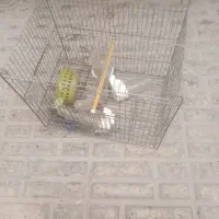 قفس پرنده با وسایلش