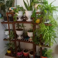 پایه گلدان چوب روسی ضمانتی