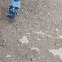 کبوتر سبز پرنده