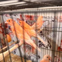 قناری نر و ماده