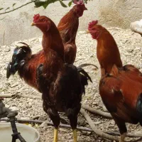 20،تخم مرغ لاری دونگ بالا اصلی|حیوانات مزرعه|وحدتیه, |دیوار