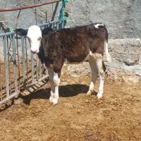 گوساله سیمینتال ماده