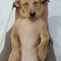 فروش پت ۶ماهه دختر،|سگ|مشهد, سجاد شهر|دیوار