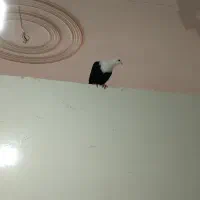 کبوتر کلاغ کربلایی|پرنده|مشهد, سرافرازان|دیوار