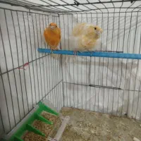 آماده به شرط|پرنده|تبریز, |دیوار