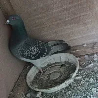 پلاکی|پرنده|اصفهان, بوزان|دیوار