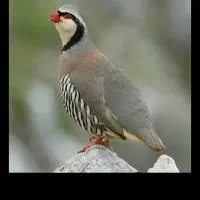 دو عدد پرنده زیبا خانگی بلدرچین