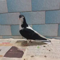 جوجه ساده همش باهم