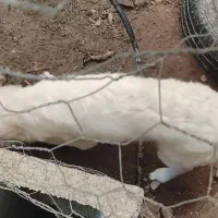 سگ میکس اشپیتز شیتزو|سگ|کازرون, |دیوار