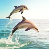 تور کیش‌با پرواز تفریحات رایگان(اقساطی)