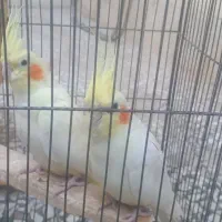 به دلیل جابجای|پرنده|شیراز, شاپورجان|دیوار
