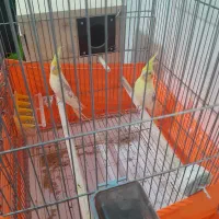 عروس هلندی|پرنده|محمدشهر, کوی بهار|دیوار