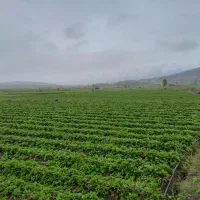 فروش بوته توت فرنگی ریشه لخت|گل و گیاه طبیعی|فریم, |دیوار