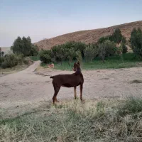 سگ دوبرمن
