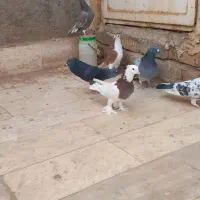 هفت عدد کبوتر|پرنده|قم, باغ کرباسی|دیوار