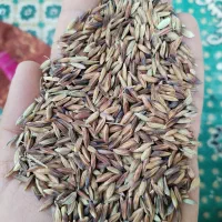 خرید و فروش شلتوک( اشتری شلب