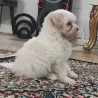 واگذاری توله شیتزو تریر