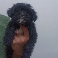 واگذاری شیتزو پامر