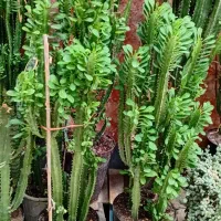 گل گل گل|گل و گیاه طبیعی|رشت, تازه آباد|دیوار