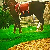 دو راس مادیون با یک کره نریون پنج ماهه|اسب و تجهیزات اسب‌سواری|دورود, |دیوار