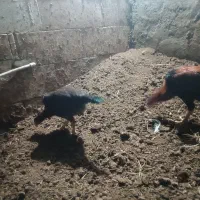 مرغ وخروس|حیوانات مزرعه|مرند, |دیوار