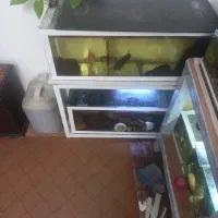 اکواریوم وماهی