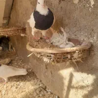 طوقی|پرنده|گتوند, |دیوار