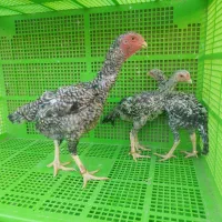 تعدادی جوجه اوشامو از نسل درجه یک وارداتی