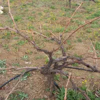 هرس پاییزه انگور|خدمات باغبانی و درختکاری|سنندج, |دیوار