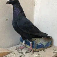 گندم کفتر|لوازم جانبی حیوانات|مشهد, امیریه|دیوار