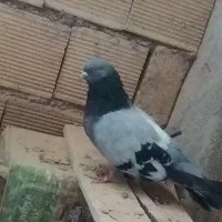 کبوتر پر دونسته