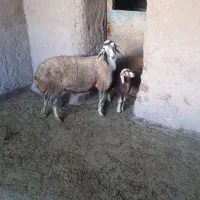 مغان فیروزه ای