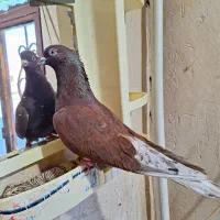 کبوتر دوتاگرفتنی