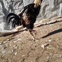 خروس افغان|حیوانات مزرعه|کهنوج, |دیوار