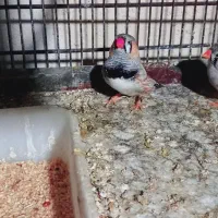 فروش چندین پرنده زینتی عروس و ۰۰۰ همه با کیفیت|پرنده|بندرعباس, |دیوار