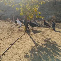 بوقلمون محلی|حیوانات مزرعه|بانه, |دیوار