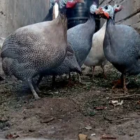 مرغ شاخدار ( شاخک )