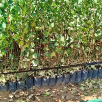 فروش نهال پسته بادامی زرندی|خدمات باغبانی و درختکاری|اصفهان, نقش جهان|دیوار