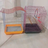 قفس عروس هلندی