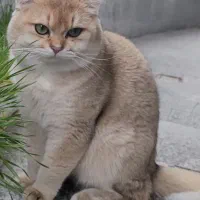 گربه بریتیش گلد نر جهت جفت گیری