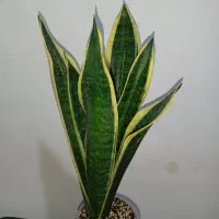 سانسوریا کرواتی ابلق|گل و گیاه طبیعی|خمینی‌شهر, |دیوار