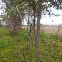 21000هزار متر خانه محوطه بر آسفالته بی نظیر|فروش خانه و ویلا|احمدسرگوراب, |دیوار