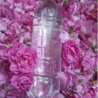 گلاب طبیعی