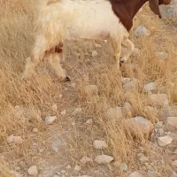 16عددکهره نر